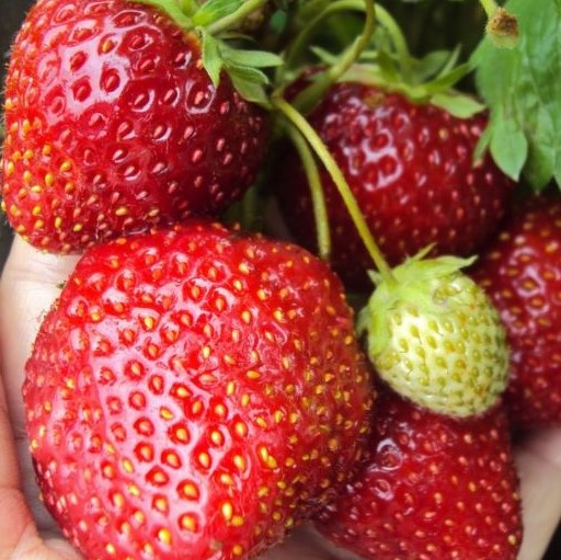 Земляника Соловушка